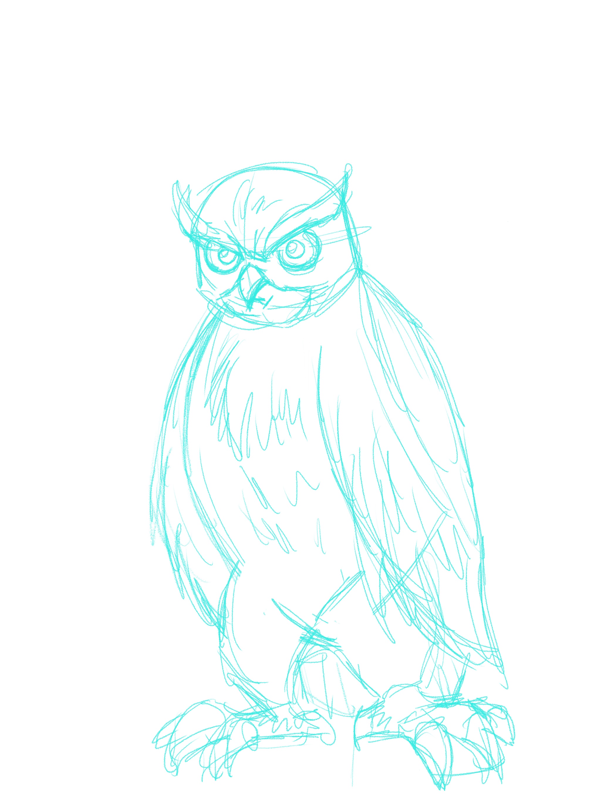 owl sketch